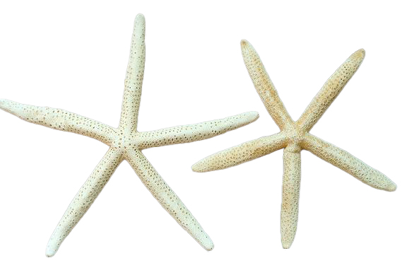 MORSKA ZVIJEZDA DIAM10cm 3-4" 