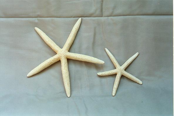 STELLA MARINA PUNTE FINE NAT.PIC DIAM12cm 5-6 