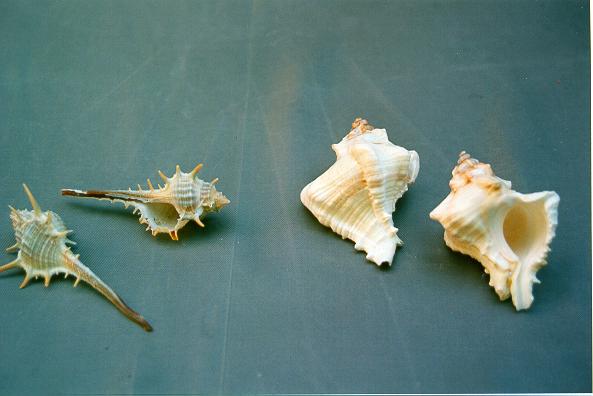 MUREX VIRGINEUS CM 7-8 