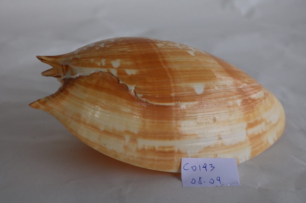 MELO AMPHORA 08-09" - 20-23cm 