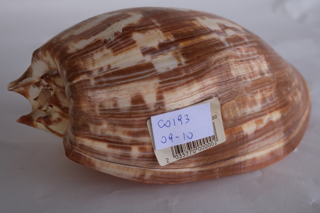 MELO AMPHORA 10-11" - 26-28cm 