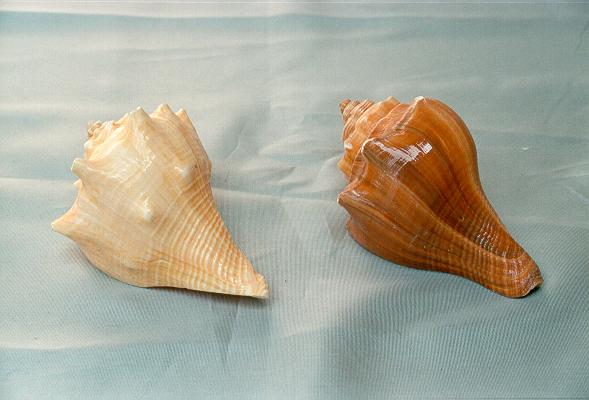 HEMIFUSUS CONCHILIDUM 3"-4" 