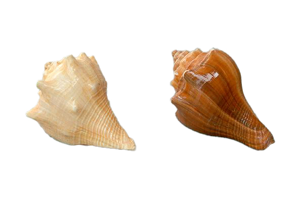 HEMIFUSUS CONCHILIDUM GRANDE CM 9-10 