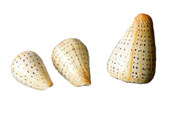 CONUS BETULINUS MEDIO 