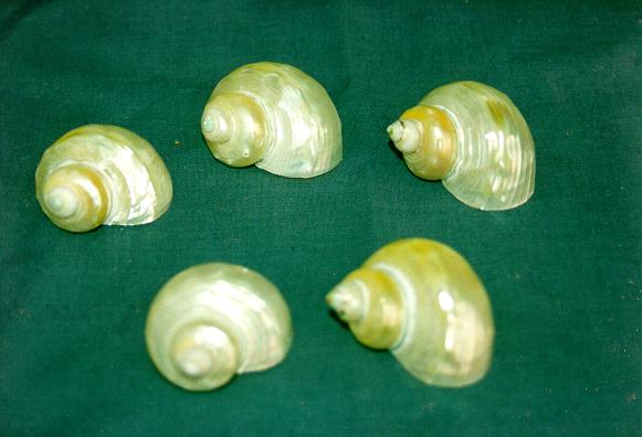 TURBO GOLDEN MOUTH PICCOLO 2" BELOW DIAM CM 3 