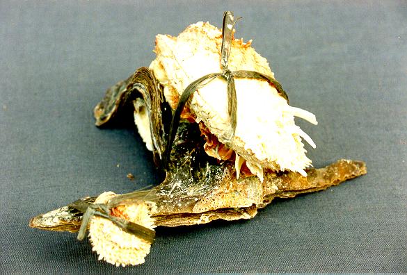 MALLEUS CON SPONDILUS BARBATUS CM 14-20 