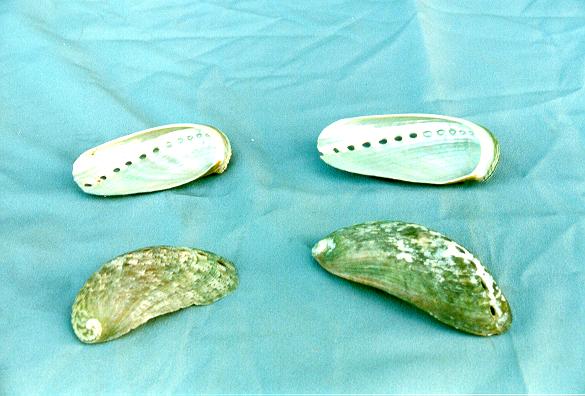 HALIOTIS ASININA CM 5 