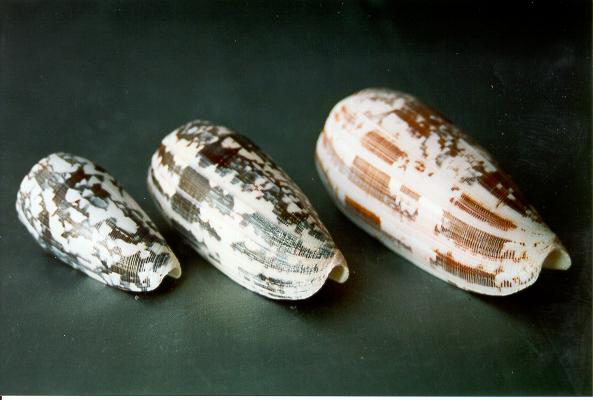 CONUS STRIATUS MEDIO 2,5-3" CM 7-8 