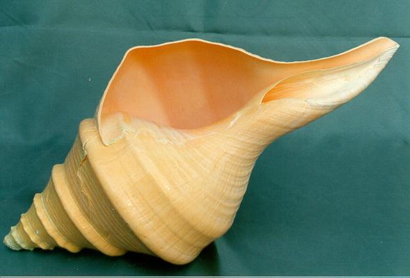 SYRINX ARUANUS 10-12" CM 25-30 