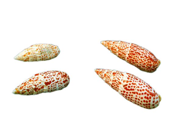 MITRA PAPALIS EXTRA 6 UP CM 13-14 