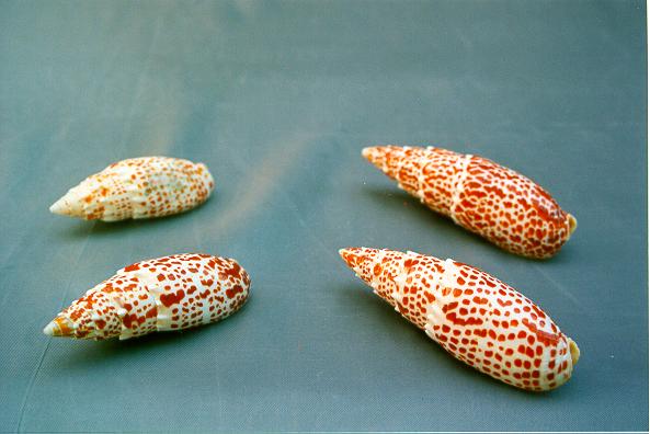 MITRA PAPALIS GRANDE 4"-5" CM 10 