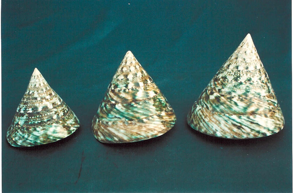 TROCAS NATURALE VERDE GRA CM 8.5 