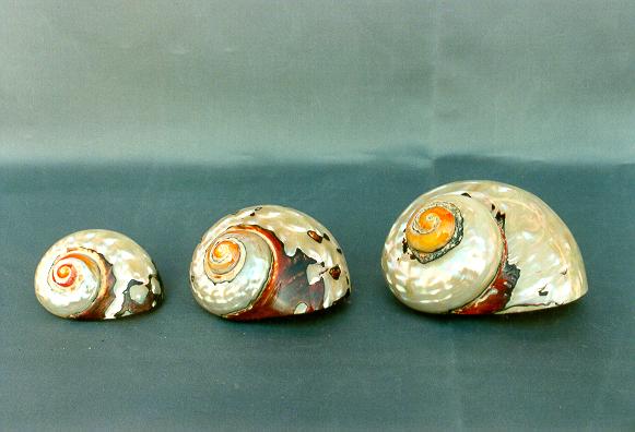 TURBO SARMATICUS GIGANTE 3 1/2 UP 09-10cm 