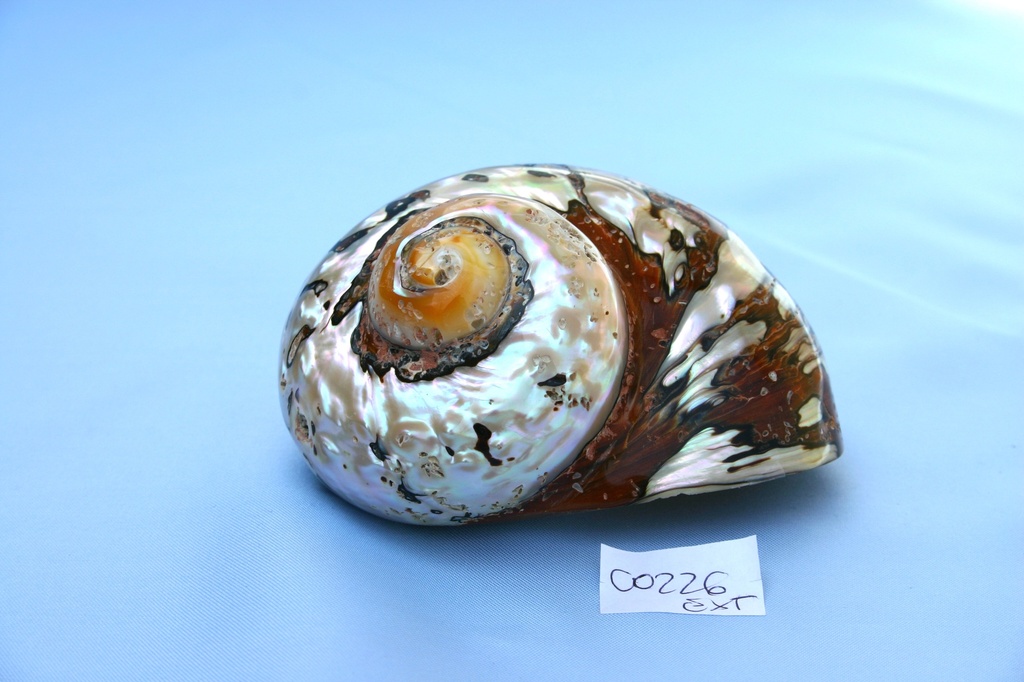 TURBO SARMATICUS MEDIO 2,5" 07-08cm 2Q 