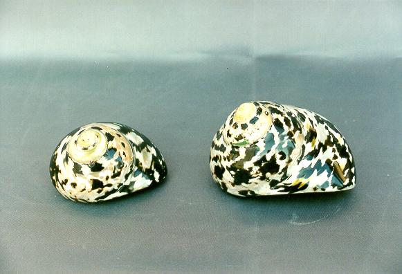 TURBO MEGPIE PERLIZZATO MEDIO 2,5 UP CM 7.5 