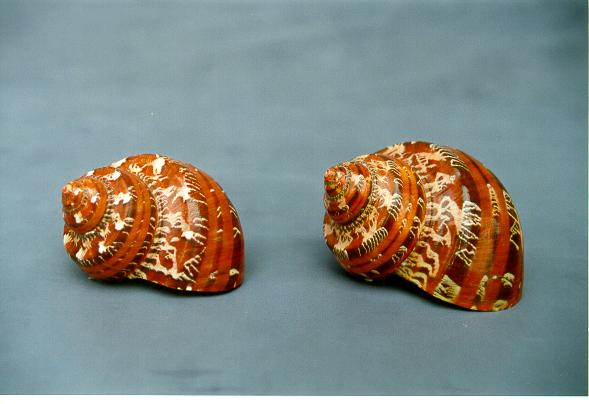 TURBO PETHOLATUS MARRONE GRANDE 2.5 UP CM 6 