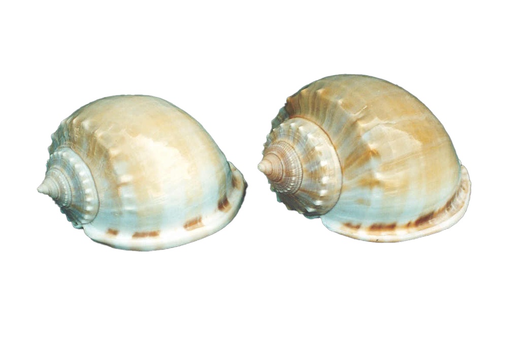 PHALIUM GLAUCUM GIGANTE CM.12 