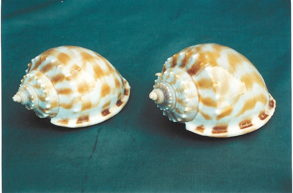 CASSIS BANDATUM MEDIA CM.9,5 