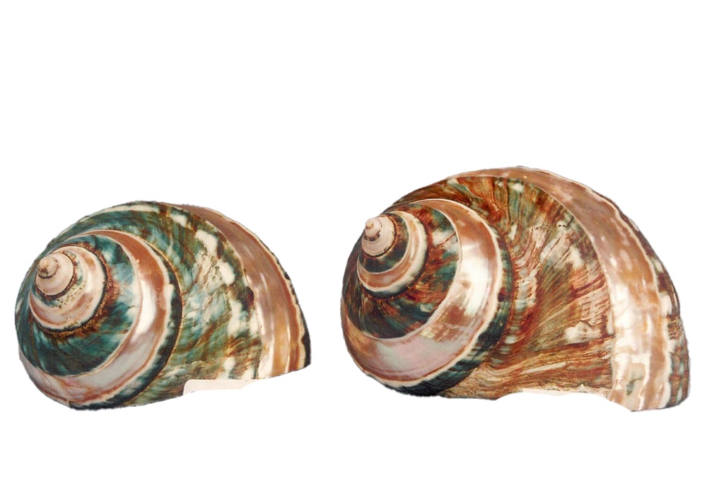 BURGOS STRIATUS GRANDE 3,5 UP CM 8 
