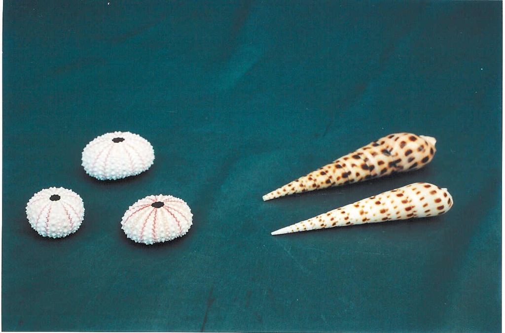 MORSKI JEŽ DIAM CM 4 