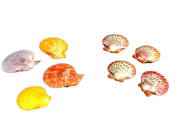 PECTEN NOBILIS COLORATO ACCOPP DIAM CM 7 
