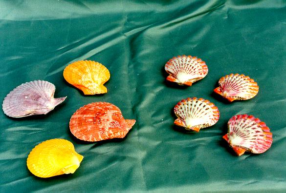 PECTEN PHALIUM LUCIDO ACCOPPIATO DIAM CM 5 