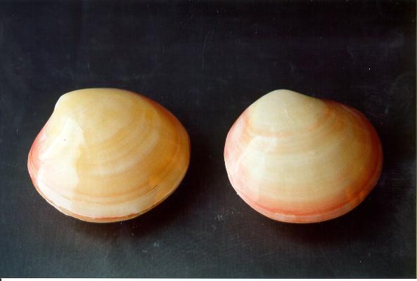 CODACKIA TIGERINA ACCOPPIATA LUCIDA DIAM CM 10 