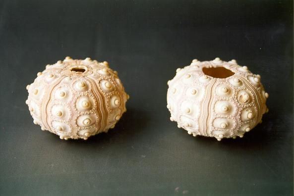 MORSKI JEŽ "SPUTNIK" CM 6-8 