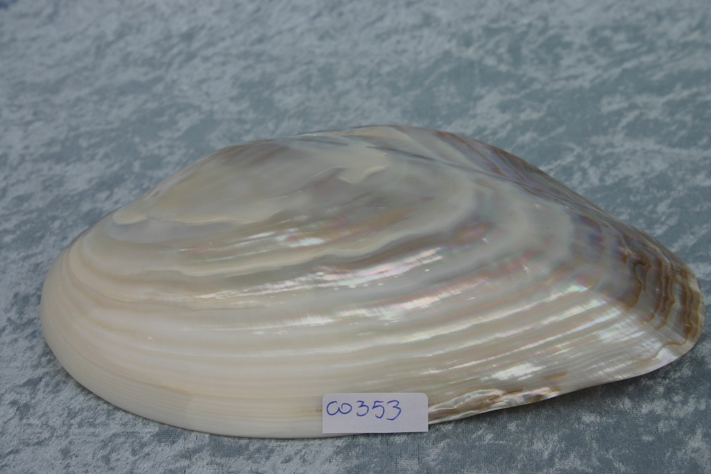 PINK CLAM SINGOLA 6 UP CM 15.5-16.5 