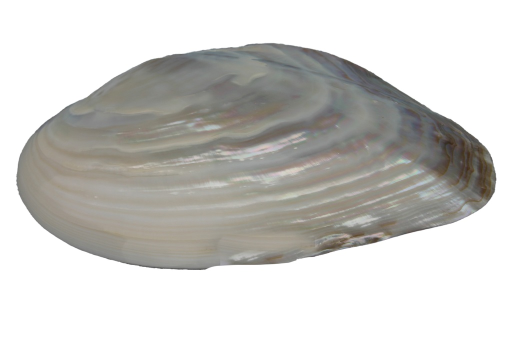 PINK CLAM SINGOLA 6 UP CM 15.5-16.5 