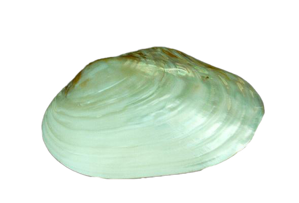 PINK CLAM  APPAIATA 6 UP CM 15 