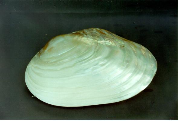 PINK CLAM APPAIATA 7 UP CM 17.5 