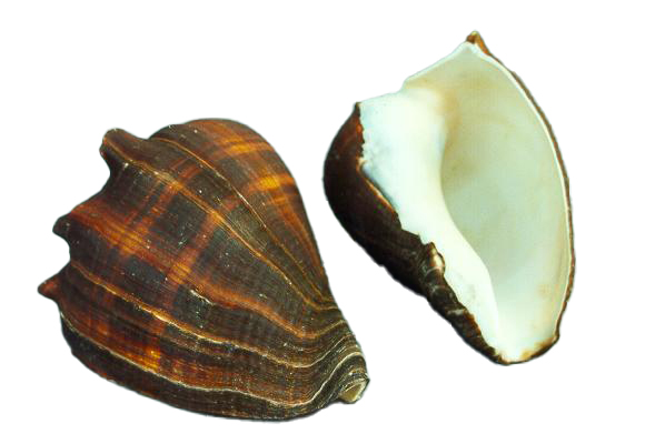 MELONGENA PATULA MEDIA 
