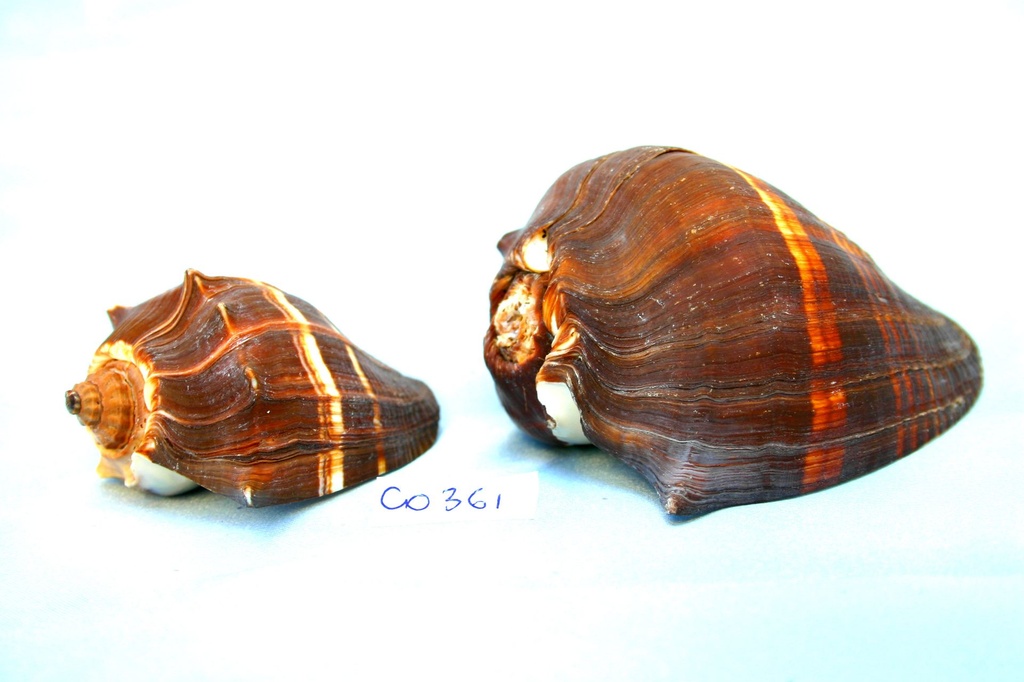 MELONGENA PATULA PICCOLA CM 8.5 