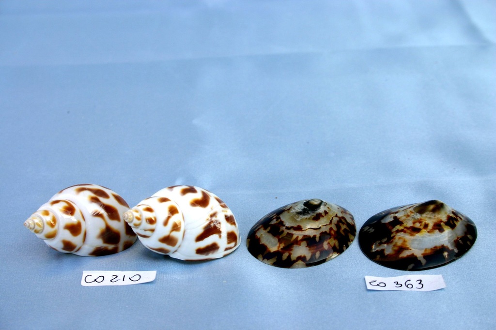 LIMPET SHELL LUCIDA SINGOLA 