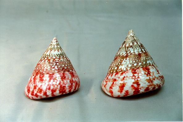 TROCAS NATURALE ROSSO LUCIDO MED H.6,5 