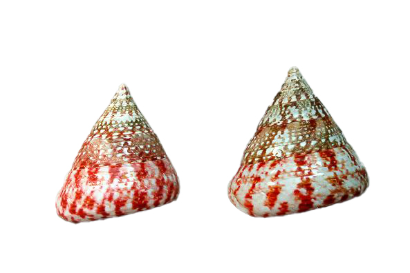 TROCAS NATURALE ROSSO LUCIDO MED H.6,5 