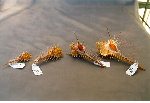 MUREX PECTEN VIETNAM MINI CM L.7 