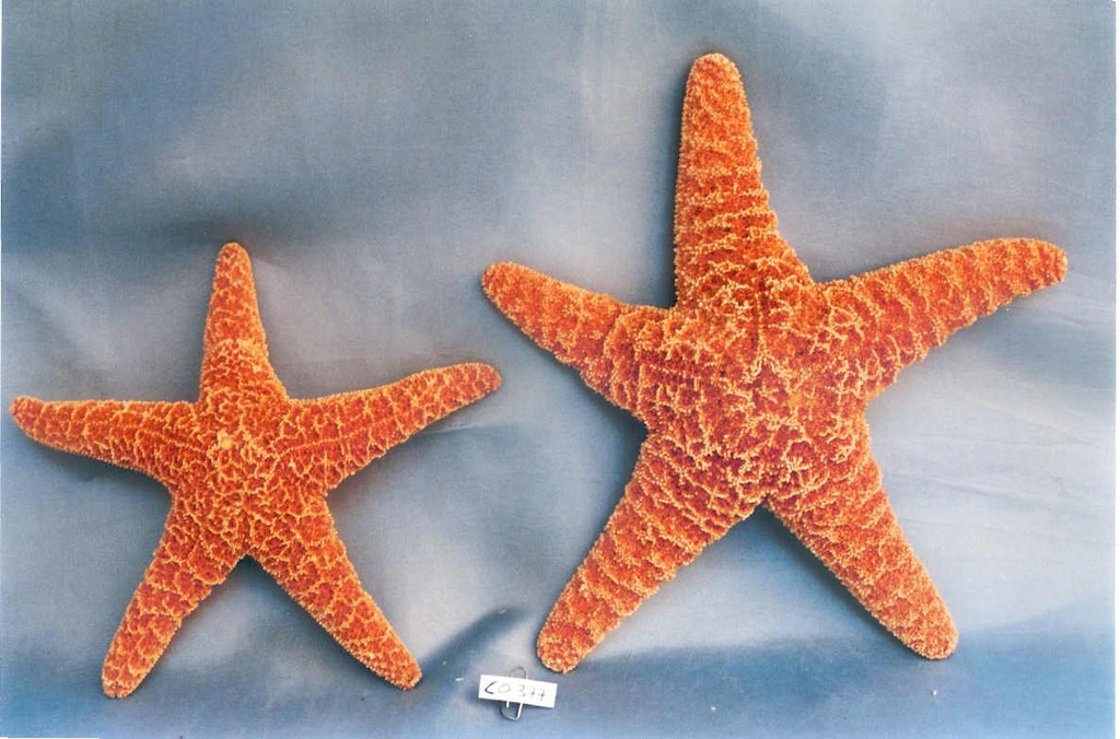 STELLE SUGAR PICCOLE 7-8cm 3"-4"UP 