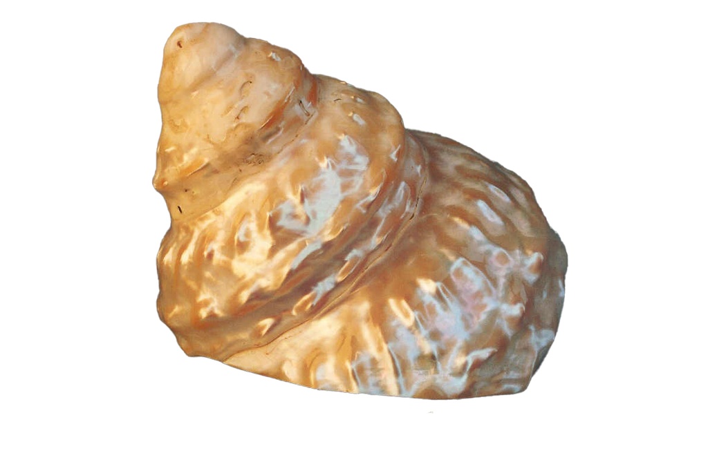 ASTREA UNDOSA MADREPERLA EXTRA 11-12cm 