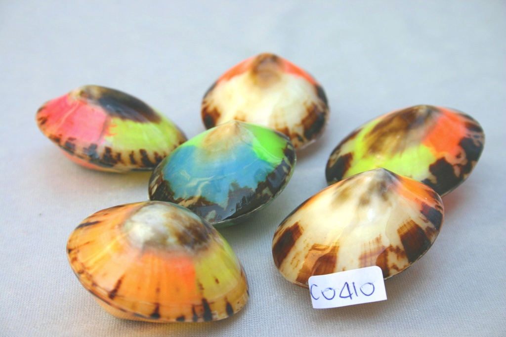 LIMPET SHELL DOPPIA COLORATA 2.5 UP CM 5-5.5 