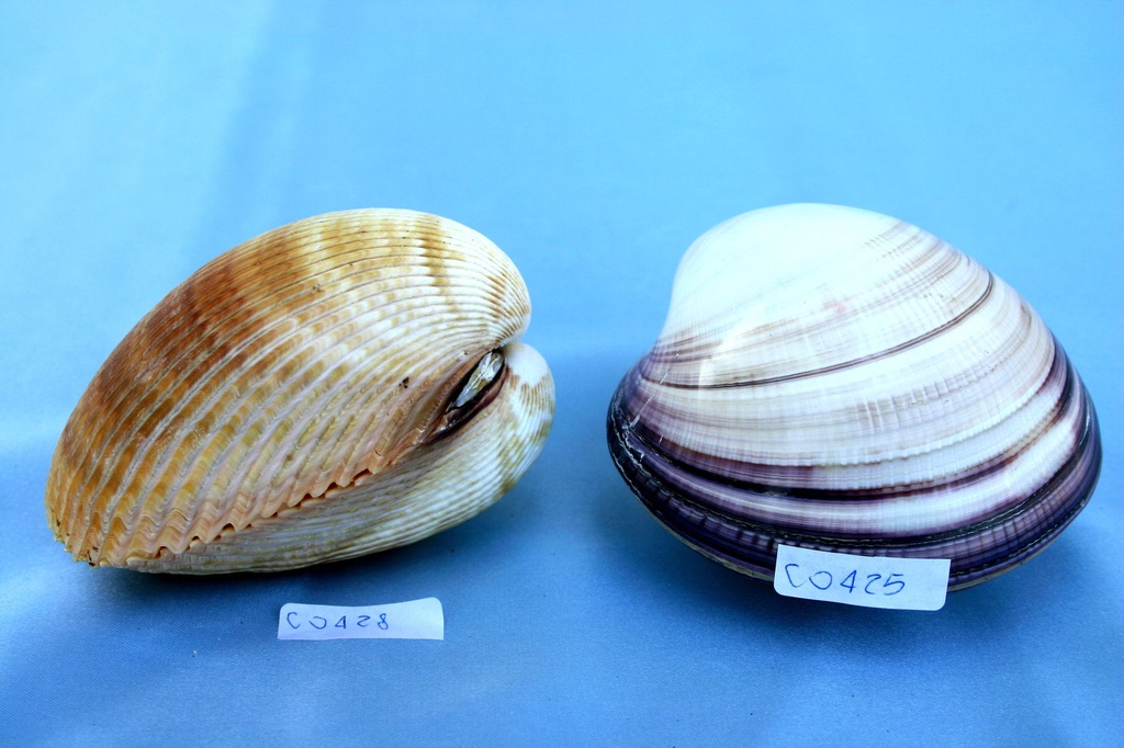 CARDIUM ENODE CM 11*9 