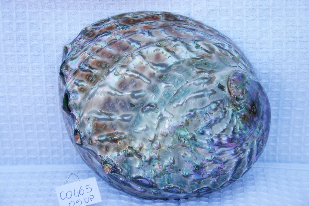 HALIOTIS CORRUGATA POLISHED 5" UP CM 13 