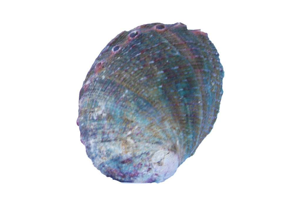 HALIOTIS ASSIMILIS NATURALE PICCOLO CM 8-9 