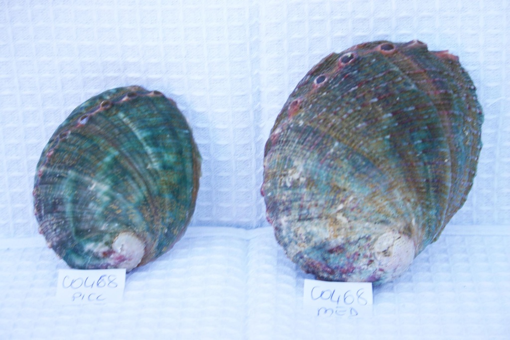 HALIOTIS ASSIMILIS NATURALE PICCOLO CM 8-9 