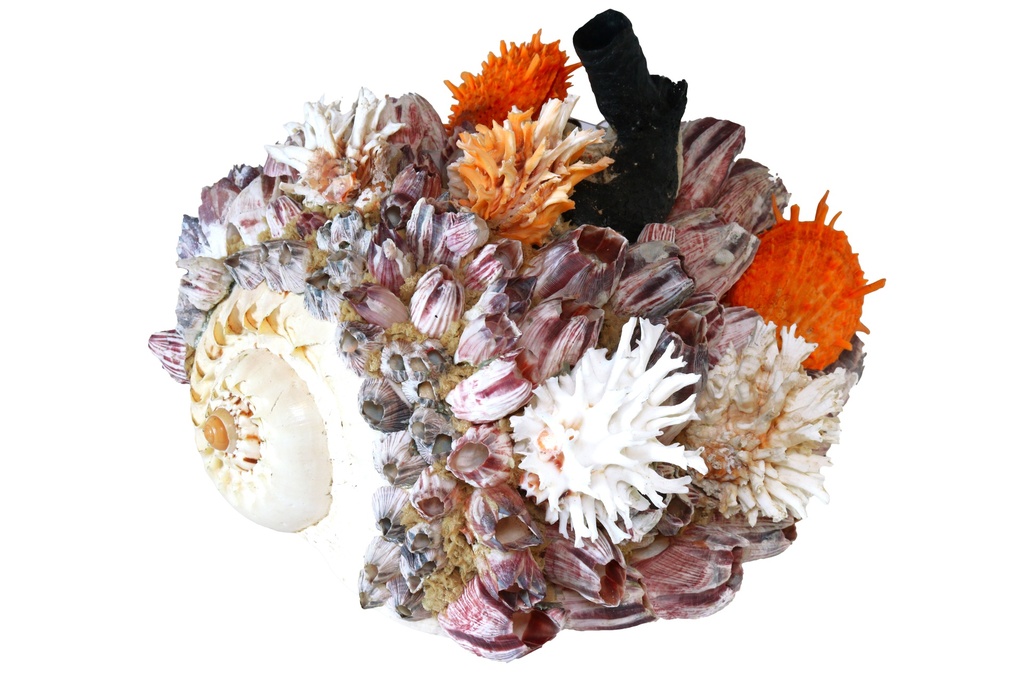 MELO DIADEMA CON SPONDILUS E BARNACLE 
