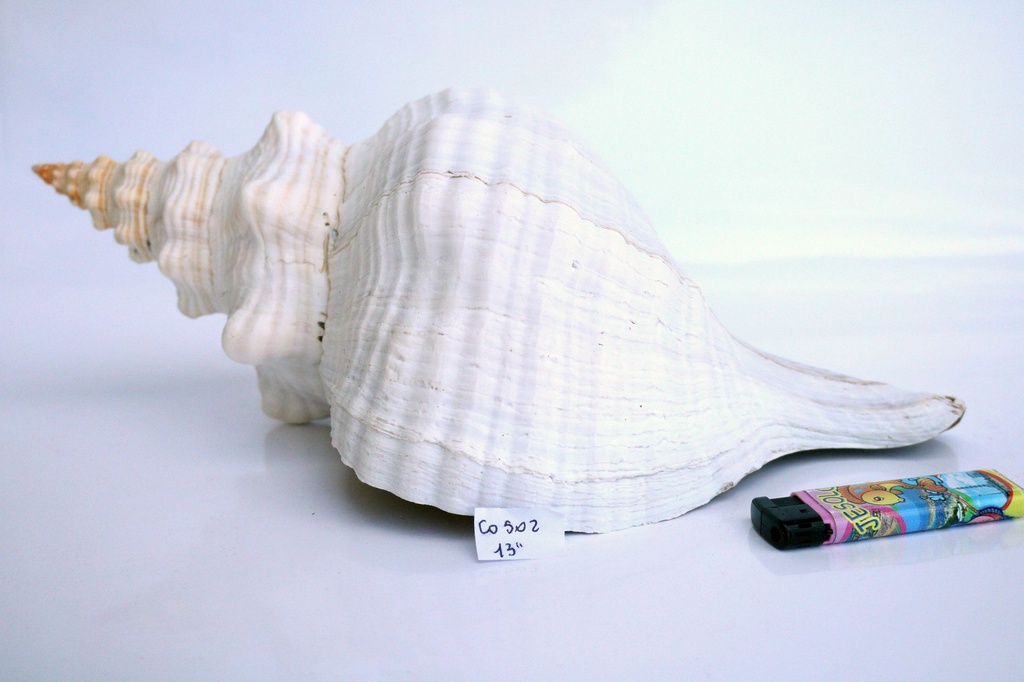HORSE CONCH 14" 