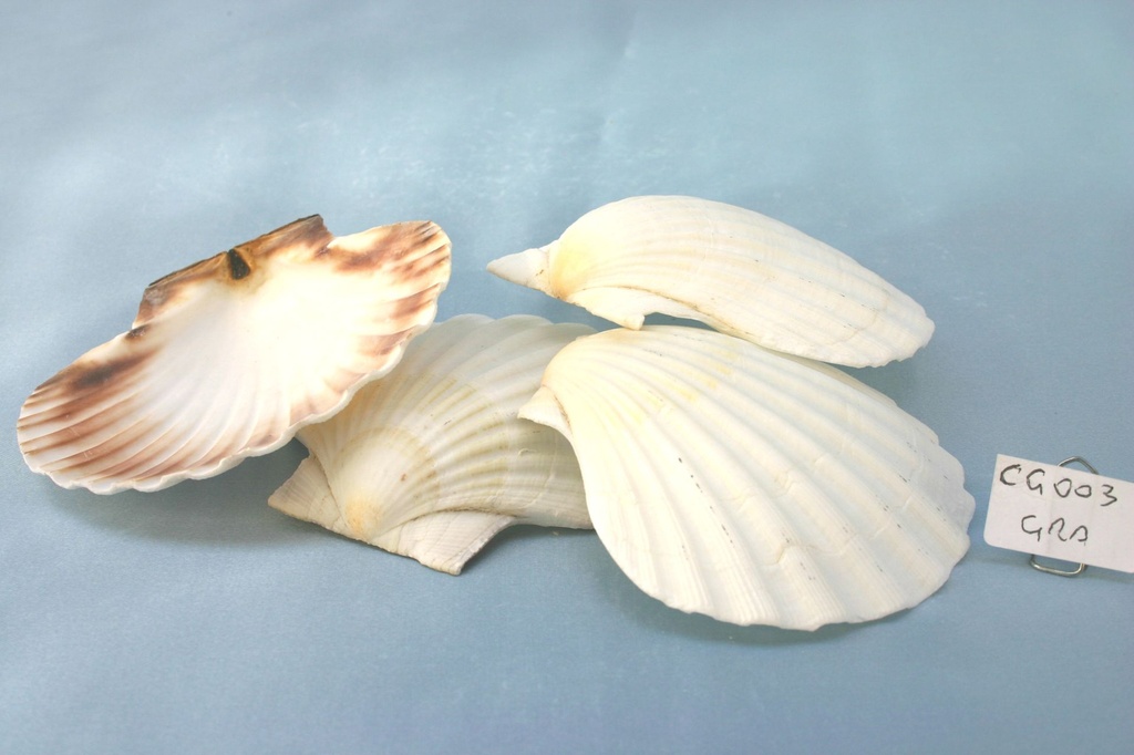 CAPPASANTA GRANDE CM 11-12 