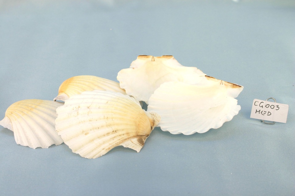 CAPPASANTA MEDIA CM 9-10 