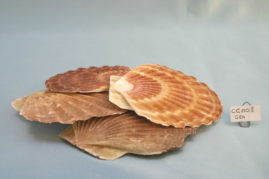 PIATTO CAPPASANTA GRANDE CM 12-13 